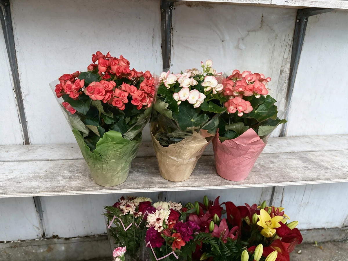 Potted roses and begonias on a shelf outside the store
